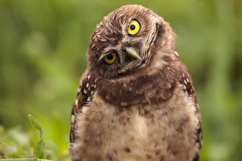 Funny Burrowing Owl Athene Cunicularia Tilts Its Head Outside It